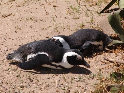 African penguin